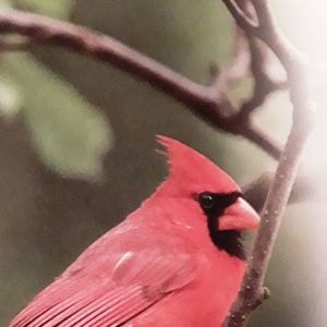 Meet your Posher, Kathy